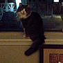animal, cat, curious, dark, feline, fur, grainy, home, house, indoor, mammal, night, outside, pet, quiet, shadow, tail, whiskers, window, windowsill
