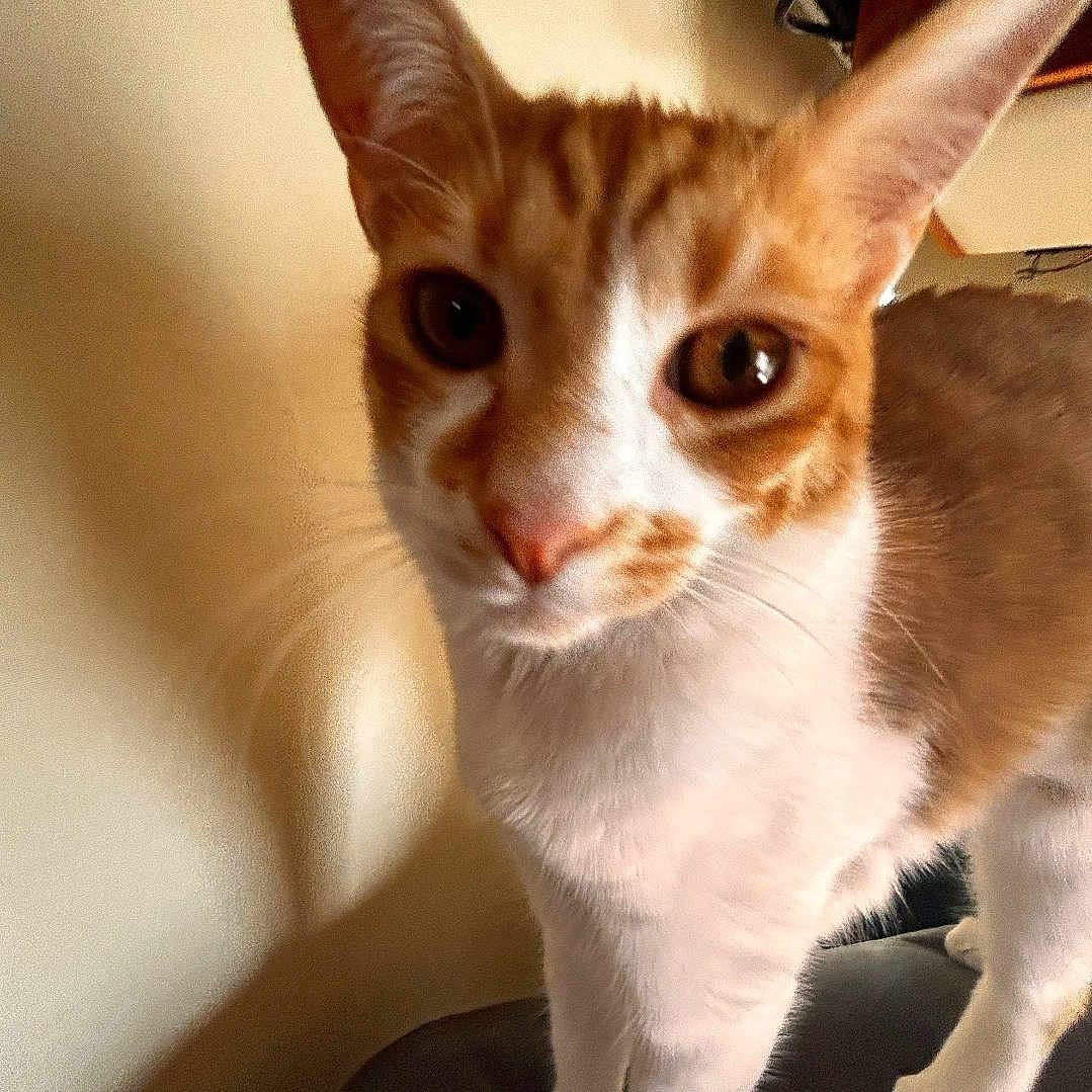 Ginger is registered to the contest to win money with this photo: animal, cat, closeup, curious, cute, domestic_cat, ears, eyes, feline, fur, indoor, looking_at_camera, nose, orange_cat, paw, pet, portrait, standing, whiskers, white_cat