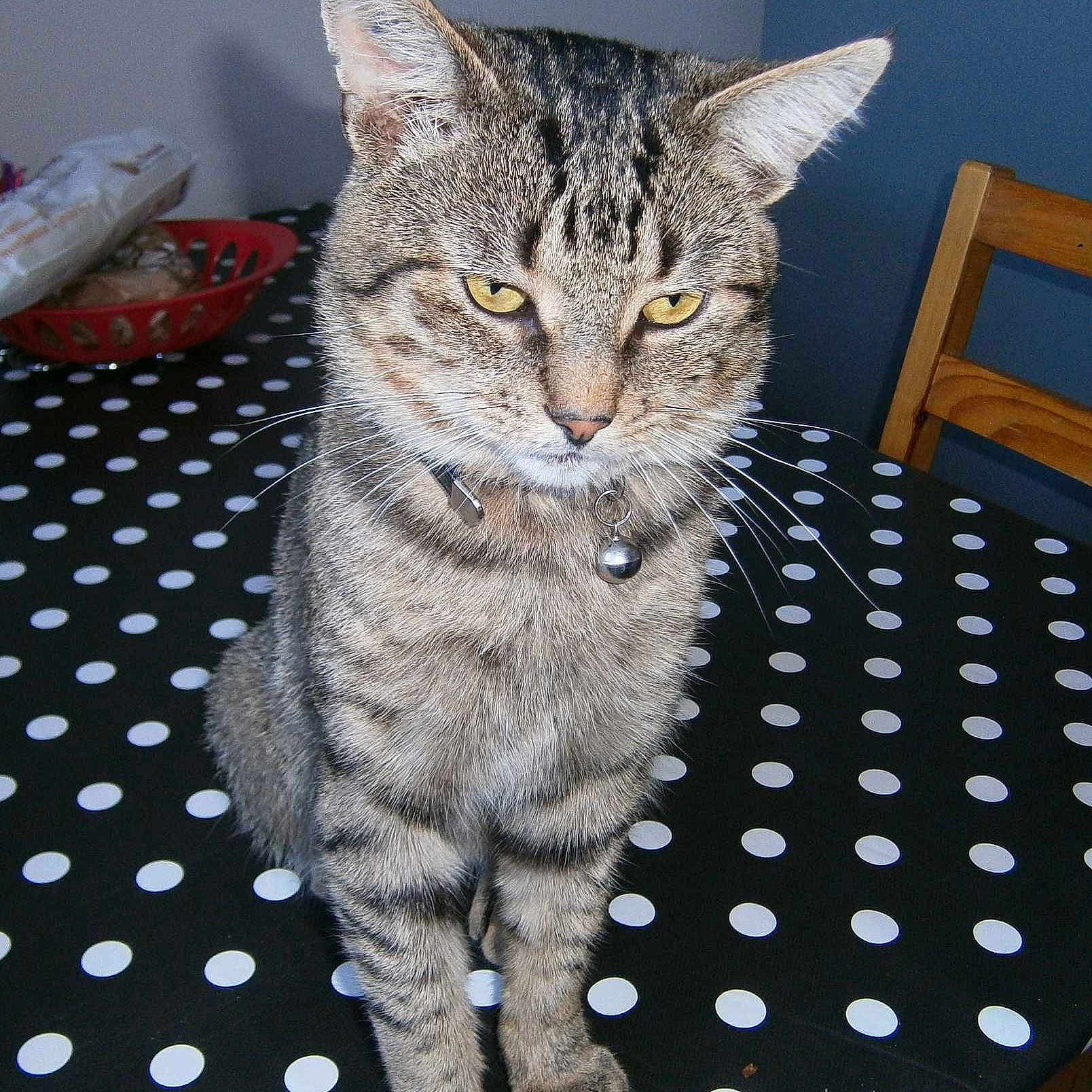 FILOU participe au concours pour gagner de l'argent avec cette photo :