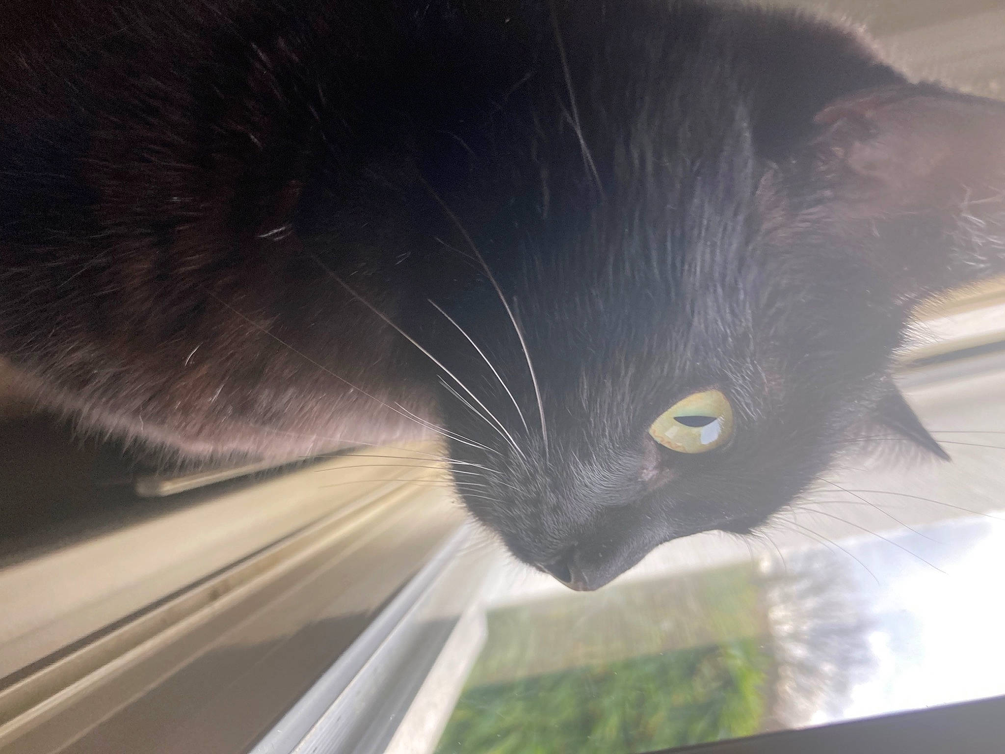 Rocky a rejoint le concours — aidez-le/la à gagner de superbes lots ! automotive_lighting, automotive_window_part, carnivore, cat, domestic_short_haired_cat, eye, felidae, fur, grey, hair, head, plant, small_to_medium_sized_cats, snout, tail, tints_and_shades, tree, whiskers, window, windshield