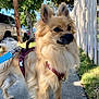 dog, canine, pet, leash, harness, sidewalk, outdoor, tree, fence, grass, sunlight, shadow, animal, fur, ears, tail, parked_car, nature, daytime, walking