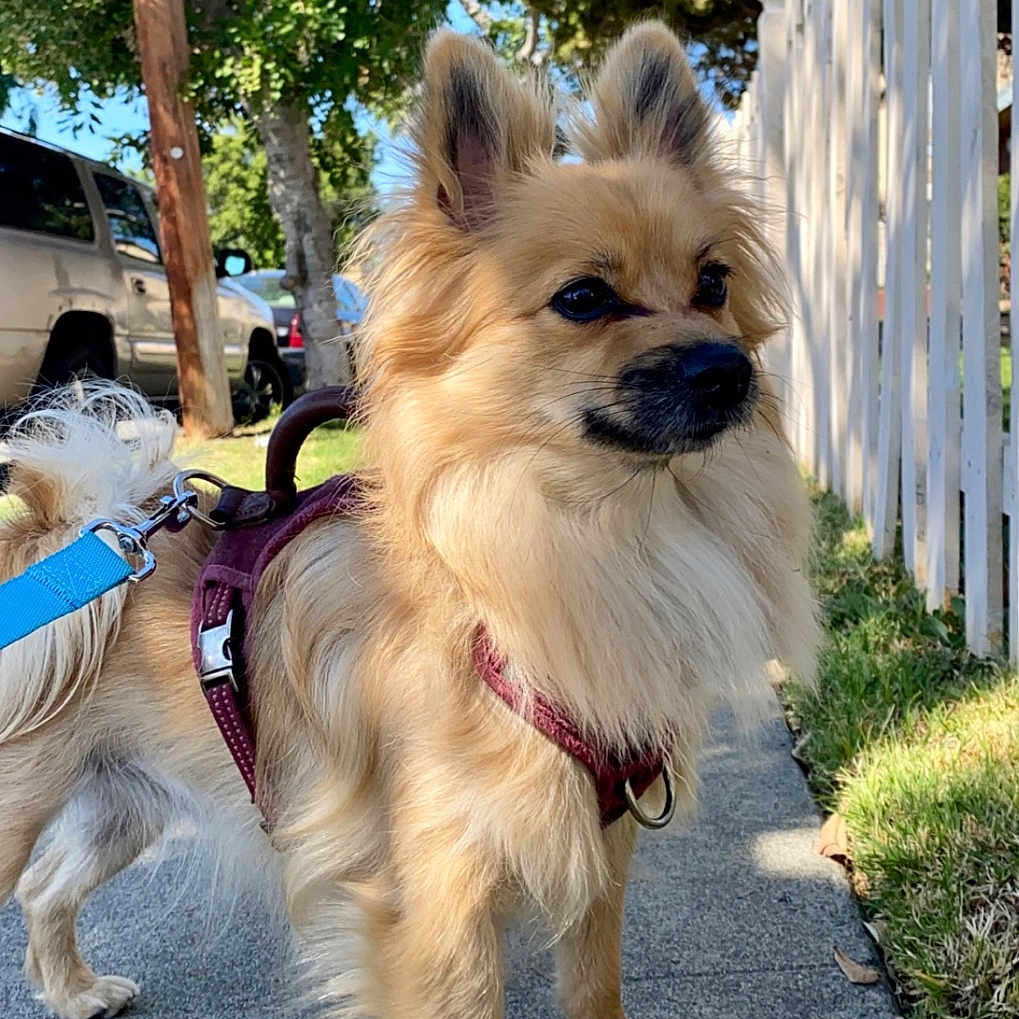 Chambe joined the competition — help win amazing prizes! animal, canine, daytime, dog, ears, fence, fur, grass, harness, leash, nature, outdoor, parked_car, pet, shadow, sidewalk, sunlight, tail, tree, walking