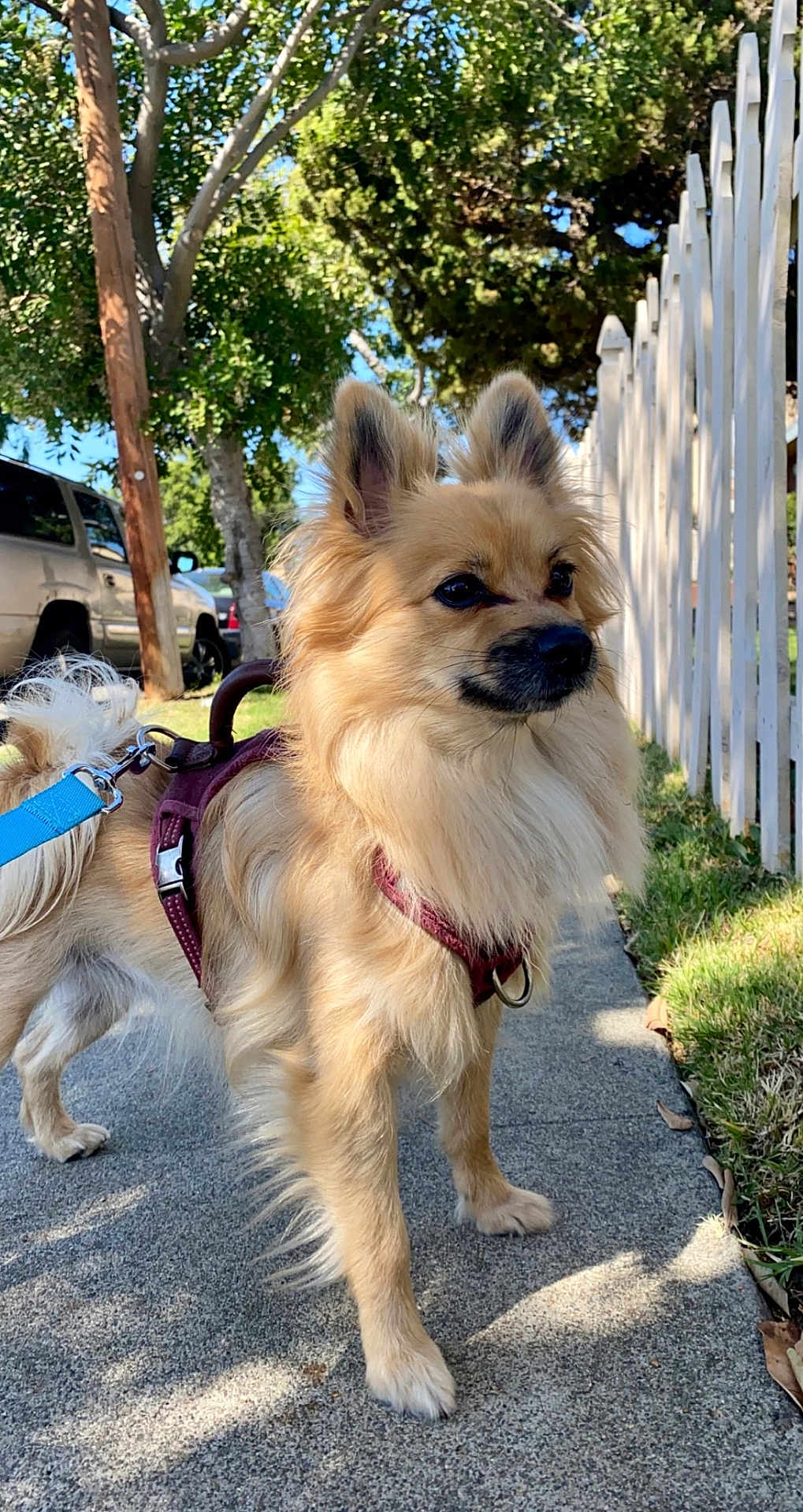 Chambe joined the competition — help win amazing prizes! dog, canine, pet, leash, harness, sidewalk, outdoor, tree, fence, grass, sunlight, shadow, animal, fur, ears, tail, parked_car, nature, daytime, walking