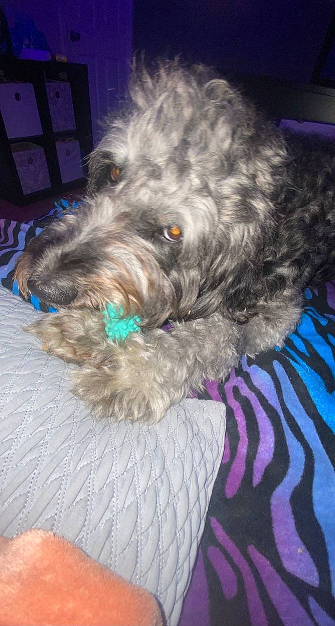 Briggs joined the competition — help win amazing prizes! canidae, carnivore, companion_dog, dog, dog_breed, dog_collar, fur, labradoodle, liver, maltepoo, non_sporting_group, poodle_crossbreed, small_terrier, snout, sporting_group, terrier, toy_dog, water_dog, working_animal, yorkipoo