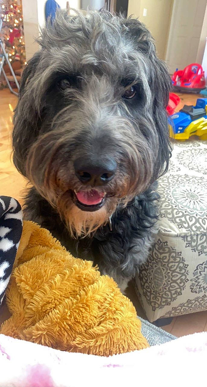 Briggs joined the competition — help win amazing prizes! canidae, carnivore, companion_dog, dog, dog_breed, dog_collar, dog_supply, fur, labradoodle, liver, schnauzer, small_terrier, snout, sporting_group, terrier, toy_dog, water_dog, working_animal, working_dog
