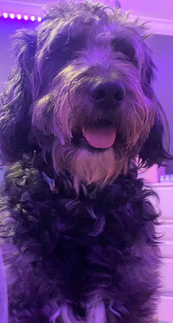 Briggs is registered to the contest to win money with this photo: canidae, carnivore, companion_dog, dog, dog_breed, dog_collar, dog_supply, electric_blue, fur, liver, magenta, maltepoo, purple, small_terrier, snout, sporting_group, terrier, toy_dog, water_dog, yorkipoo