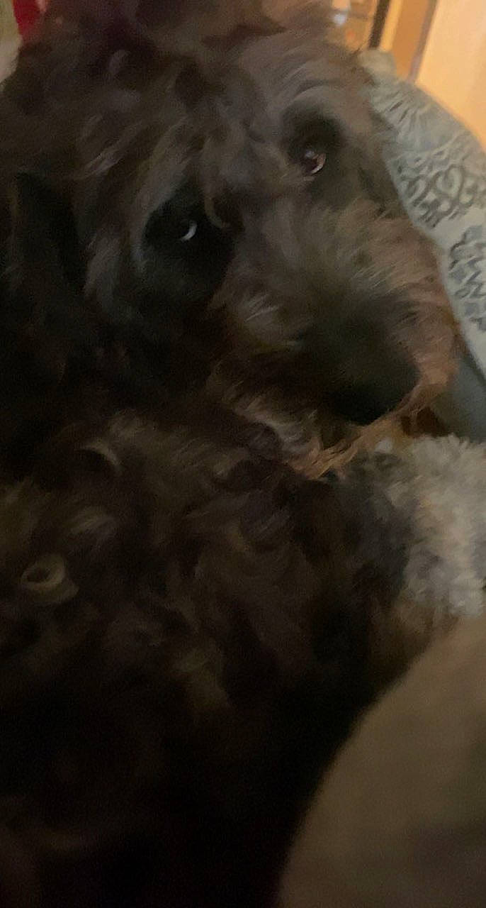 Briggs joined the competition — help win amazing prizes! art, canidae, carnivore, cloud, companion_dog, dog, dog_breed, fur, liver, non_sporting_group, paw, puppy, puppy_love, small_terrier, snout, sporting_group, terrier, toy_dog, whiskers, working_animal