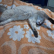 Pelote participe au concours pour gagner de l'argent avec cette photo : animal, bedroom, blanket, cat, cozy, cute, feline, floral_pattern, fluffy, fur, indoor, orange, paw, pet, relaxed, resting, sleeping, stretching, tail, white