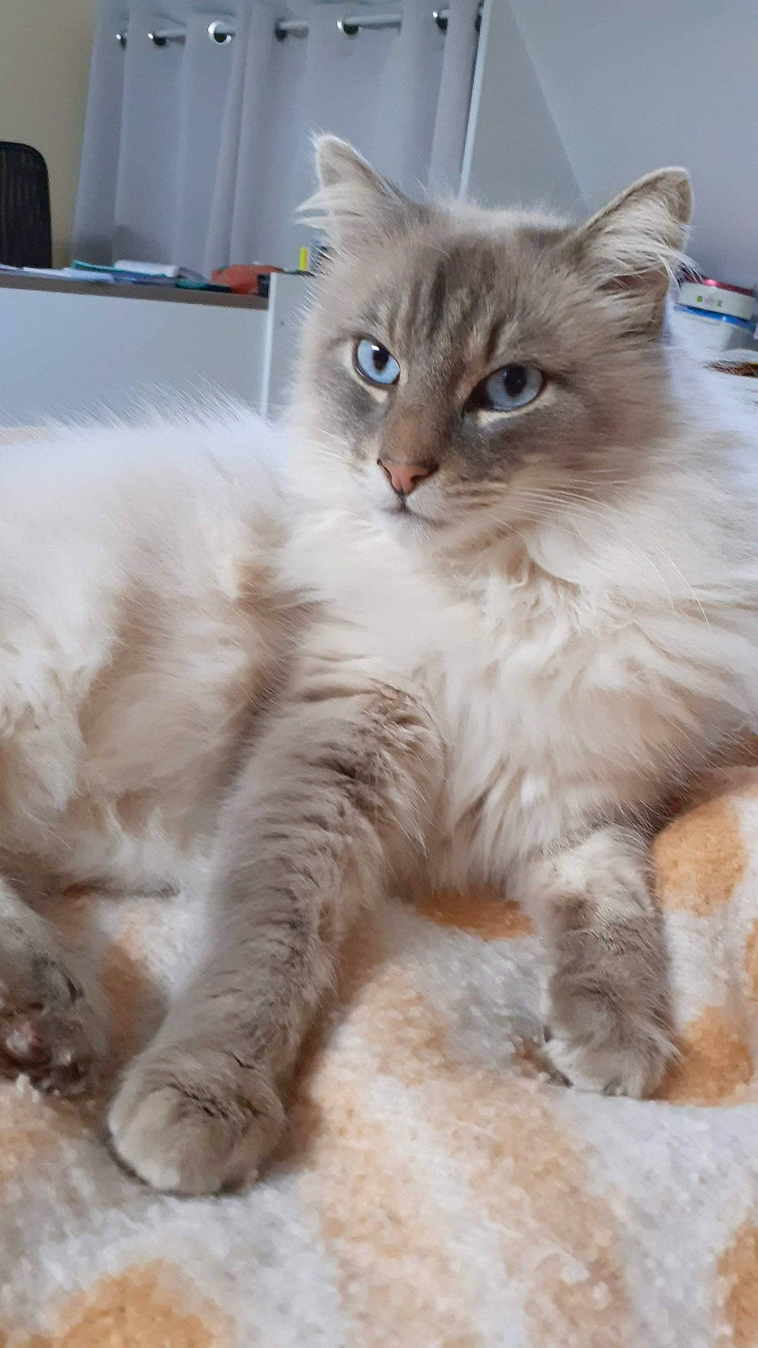 animal, blanket, blue_eyes, cat, comfort, cozy, cute, domestic_cat, feline, fluffy, furry, indoor, laying_down, mammal, paws, pet, relaxed, resting, soft, whiskers