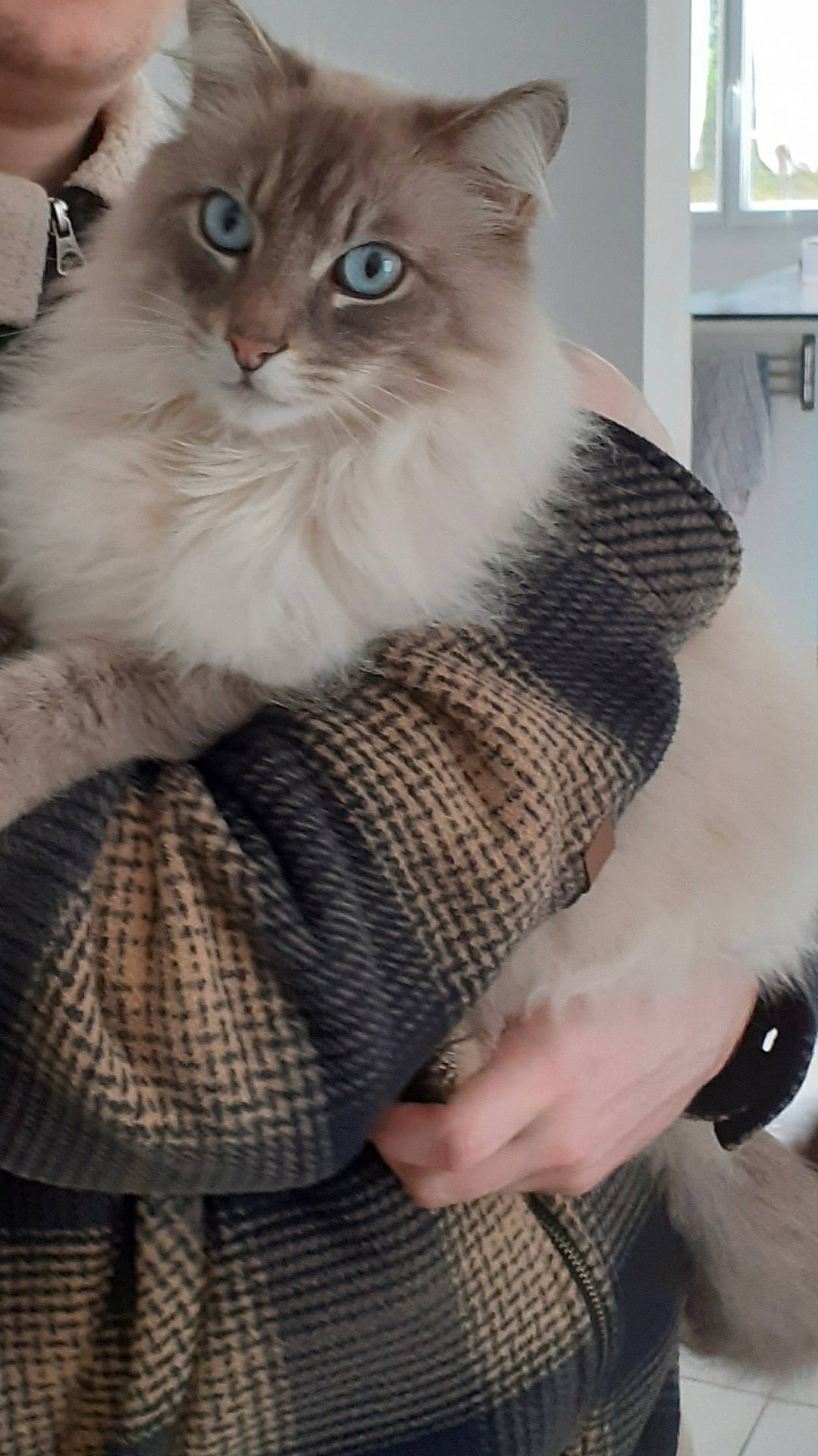 animal, blue_eyes, cat, closeup, comfort, cozy, cute, domestic_animal, face, fluffy, furry, hand, holding, indoor, jacket, patterned_clothing, person, pet, portrait, warm