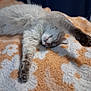 animal, blanket, cat, closeup, cozy, cute, domestic, fluffy, fur, indoor, mammal, orange, paw, pet, relaxed, resting, sleeping, soft, stretching, white
