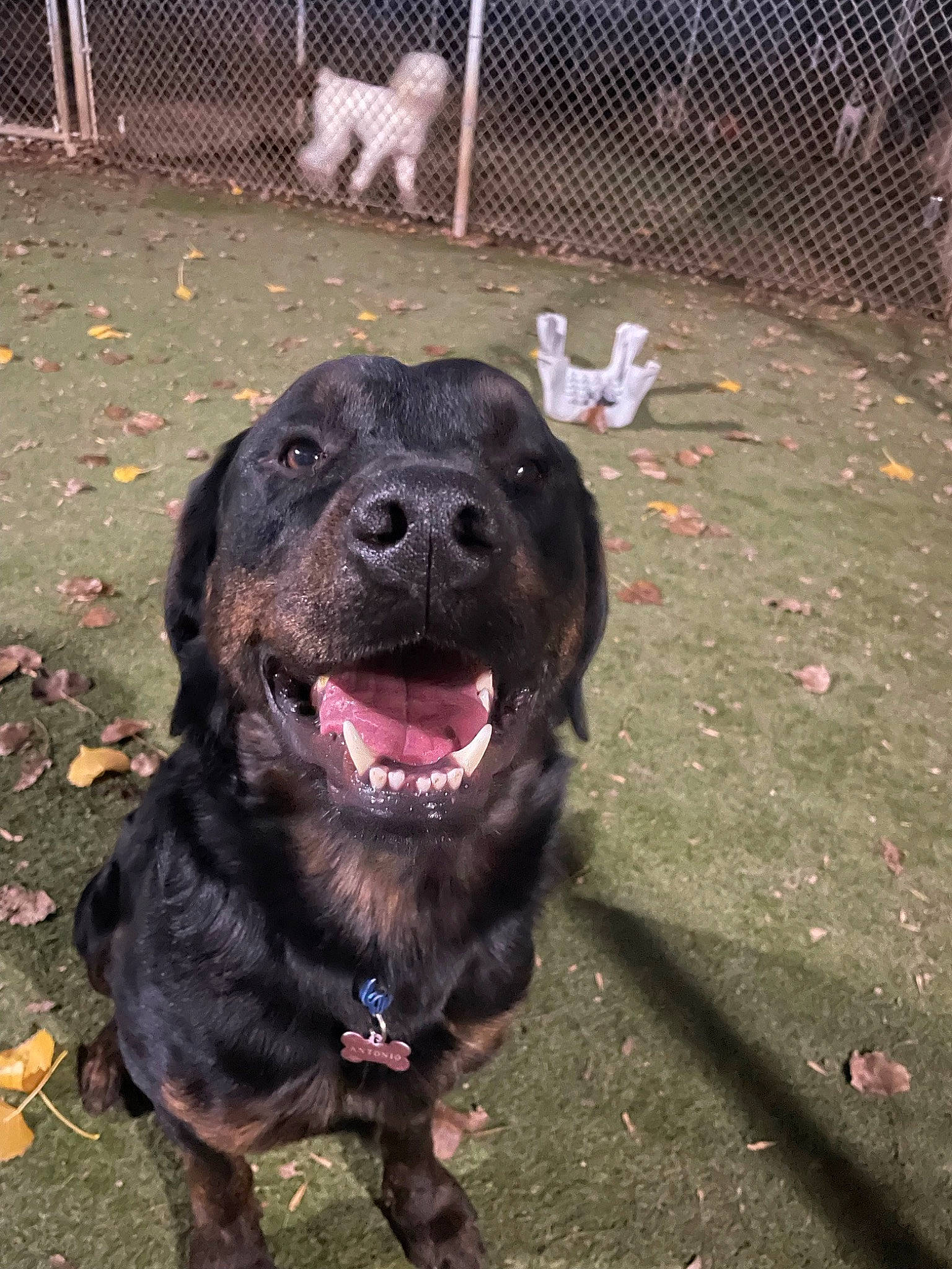 Diesel is registered to the contest to win money with this photo: borador, canidae, carnivore, collar, companion_dog, dog, dog_breed, dog_collar, fence, grass, liver, mesh, retriever, road_surface, sporting_group, tail, vertebrate, wire_fencing, working_animal, working_dog