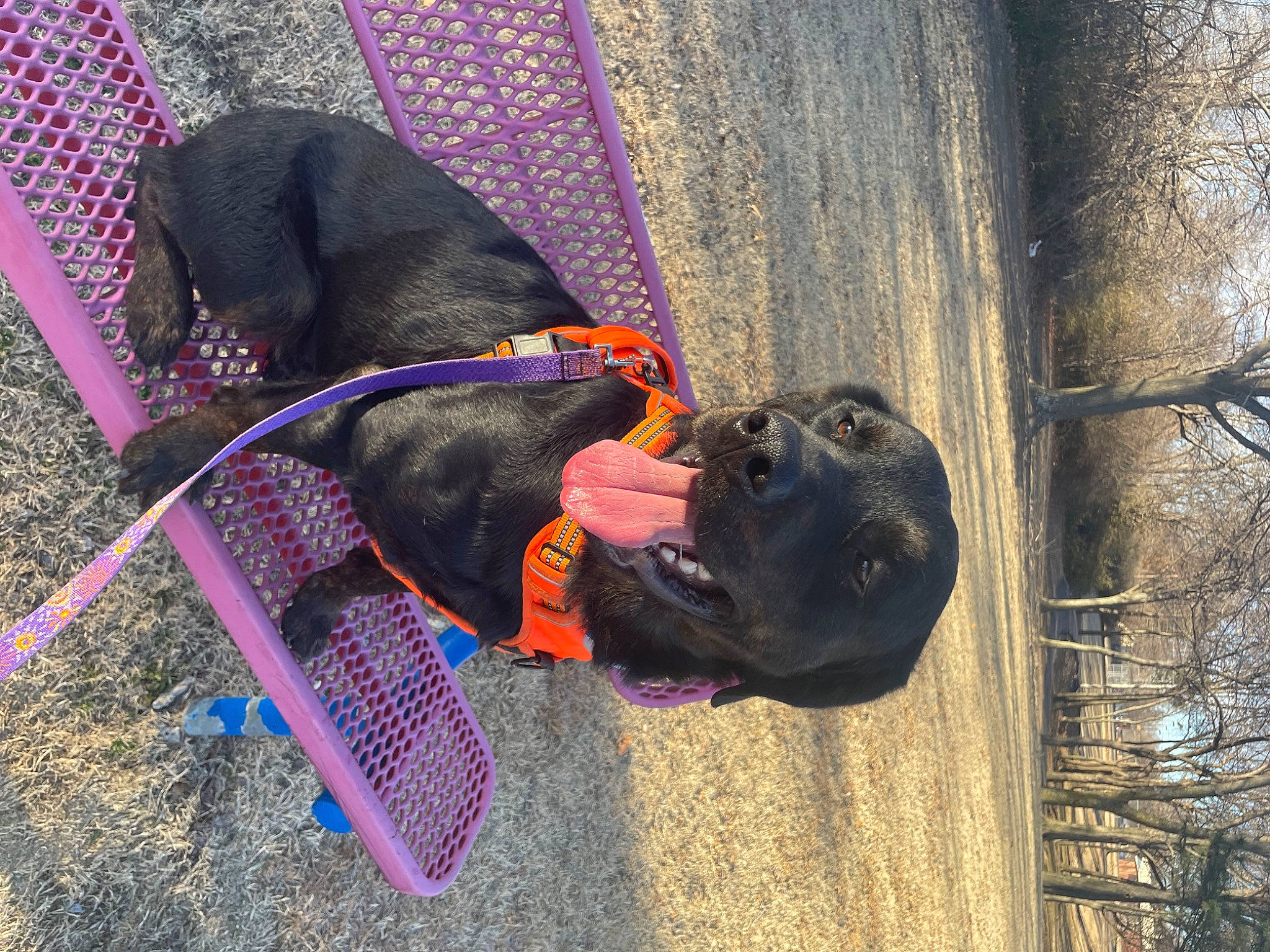 Diesel joined the competition — help win amazing prizes! canidae, carnivore, collar, companion_dog, dog, dog_breed, dog_collar, dog_supply, electric_blue, fashion_accessory, fawn, guard_dog, leash, magenta, pet_supply, sporting_group, tail, tints_and_shades, tree, working_animal