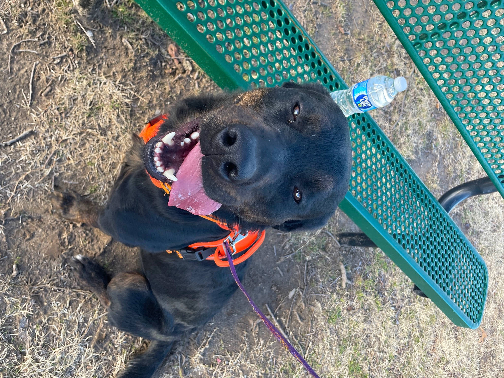 Diesel joined the competition — help win amazing prizes! borador, canidae, carnivore, collar, companion_dog, dog, dog_breed, dog_collar, dog_supply, electric_blue, fashion_accessory, guard_dog, leash, mesh, personal_protective_equipment, pet_supply, snout, soil, sporting_group, working_animal