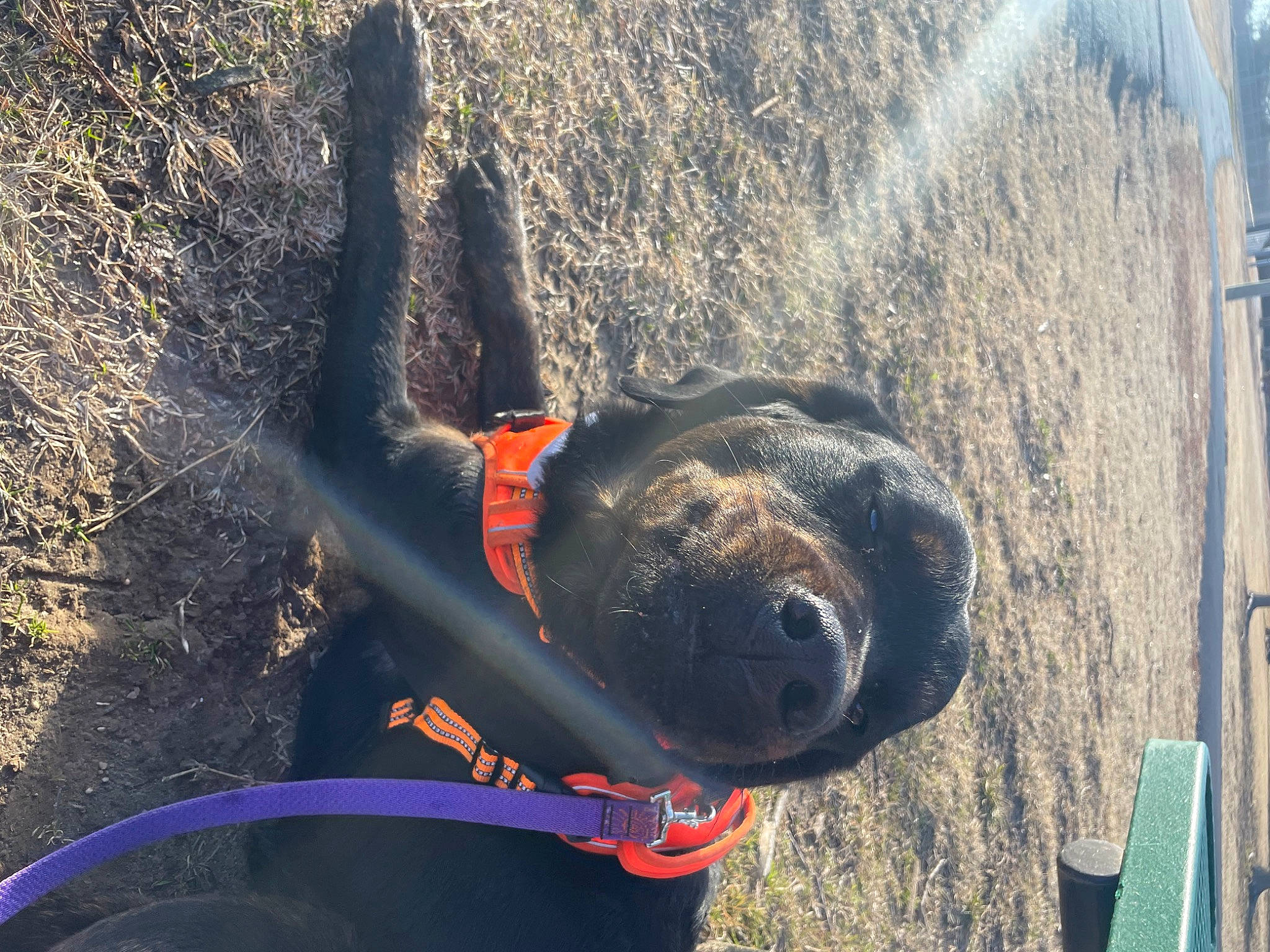 Diesel joined the competition — help win amazing prizes! adventure, automotive_tire, canidae, carnivore, collar, dog, dog_breed, dog_collar, electric_blue, fashion_accessory, fawn, leash, personal_protective_equipment, pet_supply, recreation, rock_climbing_equipment, snout, soil, sporting_group, working_animal