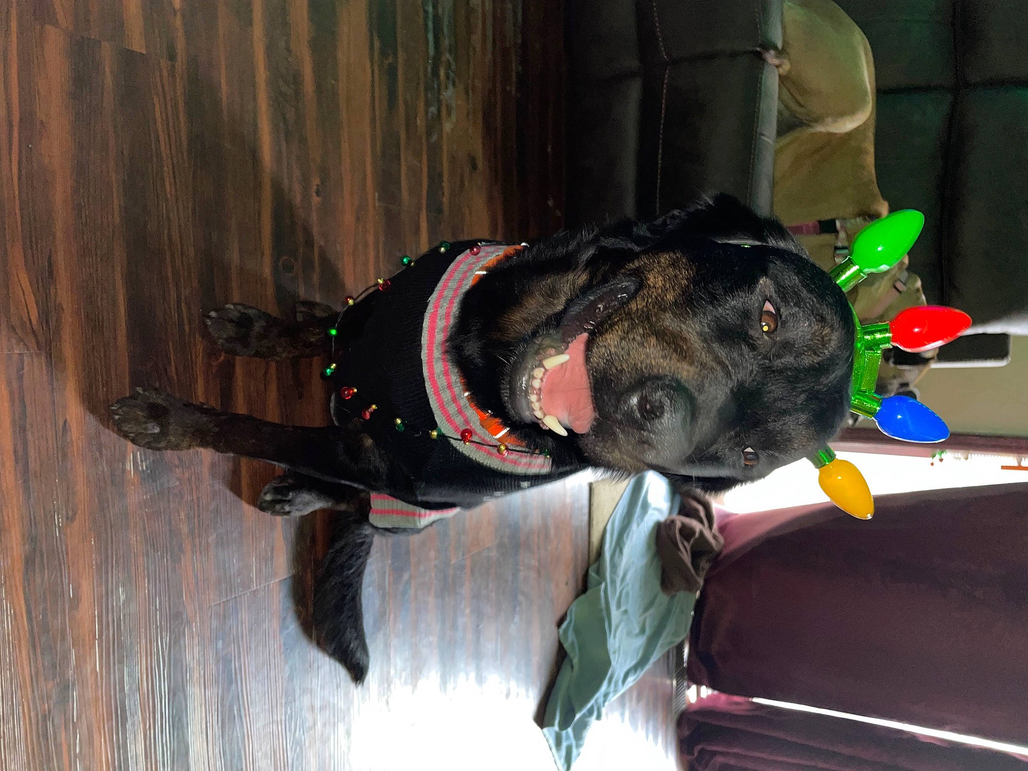 Diesel joined the competition — help win amazing prizes! canidae, carnivore, collar, companion_dog, dog, dog_breed, dog_clothes, dog_collar, dog_supply, fashion_accessory, fawn, fur, hardwood, leash, personal_protective_equipment, pet_supply, snout, sporting_group, wood, working_animal