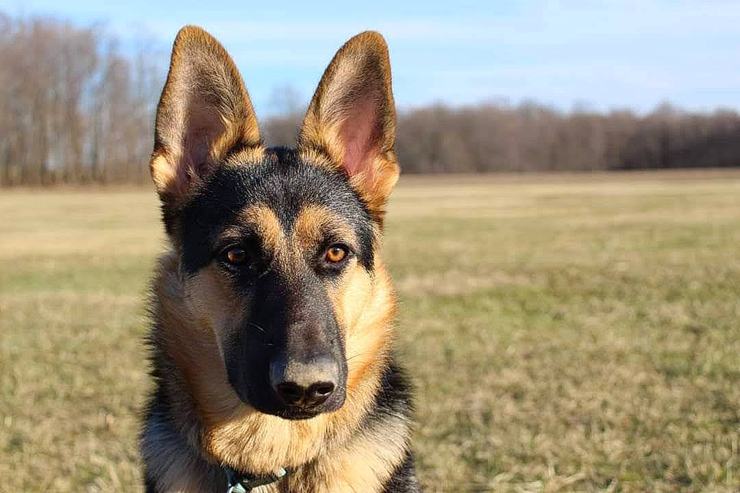 Bella is registered to the contest to win money with this photo: canidae, carnivore, dog, dog_breed, eye, german_shepherd_dog, grass, herding_dog, old_german_shepherd_dog, plant, prairie, sky, sporting_group, terrestrial_animal, tree, working_dog
