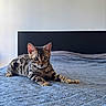 Atlas a rejoint le concours — aidez-le/la à gagner de superbes lots ! kitten, cat, bengal_cat, pet, animal, bed, blanket, blue_blanket, feline, indoor, resting, cute, young_cat, striped, spotted, whiskers, ears, eyes, fur_pattern, minimalist