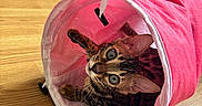 Atlas participe au concours pour gagner de l'argent avec cette photo : cat, bengal_cat, pet, animal, indoor, wooden_floor, pink_tunnel, playful, curious, whiskers, ears, face, eyes, toy, feline, domestic_animal, house, flooring, resting, looking