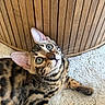 Atlas participe au concours pour gagner de l'argent avec cette photo : cat, bengal_cat, animal, pet, fur, whiskers, green_eyes, curious, indoor, carpet, wooden_background, relaxed, cute, mammal, tabby, feline, closeup, laying_down, domestic_animal, soft_texture