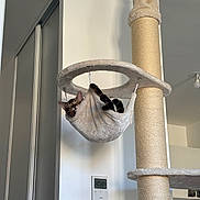 Atlas a rejoint le concours — aidez-le/la à gagner de superbes lots ! cat, cat_tree, hammock, indoor, pet, relaxed, furniture, modern_interior, thermostat, light_switch, beige, cozy, resting, animal, home, comfortable, play_structure, fur, cute, small_animal