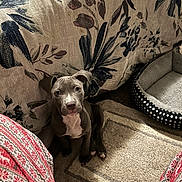 Shadow joined the competition — help win amazing prizes! puppy, dog, pit_bull, sitting, indoors, couch, blanket, pillow, carpet, home, pet, portrait, brown_fur, white_chest, floppy_ears, wide_eyes, cute, cozy, living_room, photography