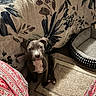 puppy, dog, pit_bull, sitting, indoors, couch, blanket, pillow, carpet, home, pet, portrait, brown_fur, white_chest, floppy_ears, wide_eyes, cute, cozy, living_room, photography