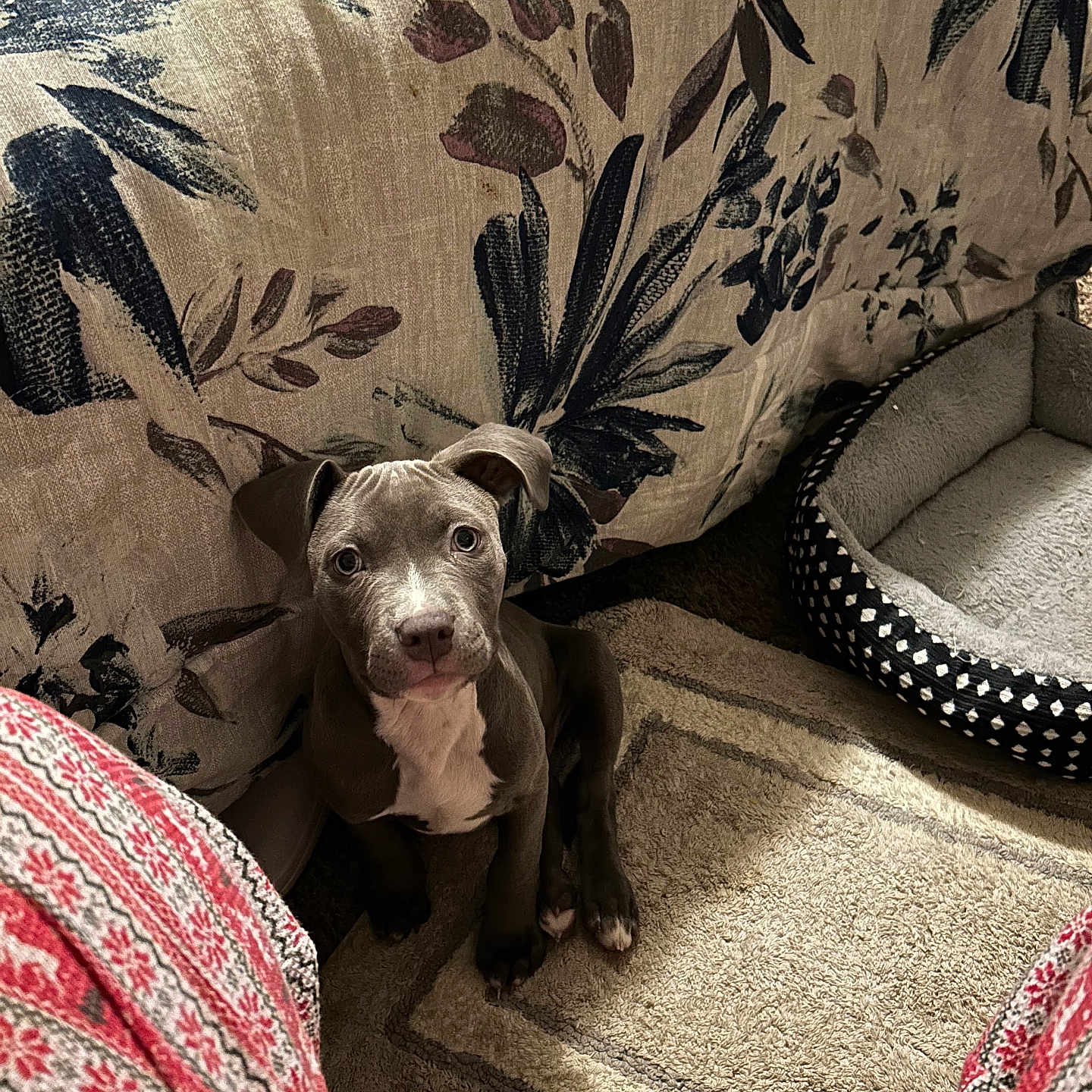 Shadow joined the competition — help win amazing prizes! puppy, dog, pit_bull, sitting, indoors, couch, blanket, pillow, carpet, home, pet, portrait, brown_fur, white_chest, floppy_ears, wide_eyes, cute, cozy, living_room, photography