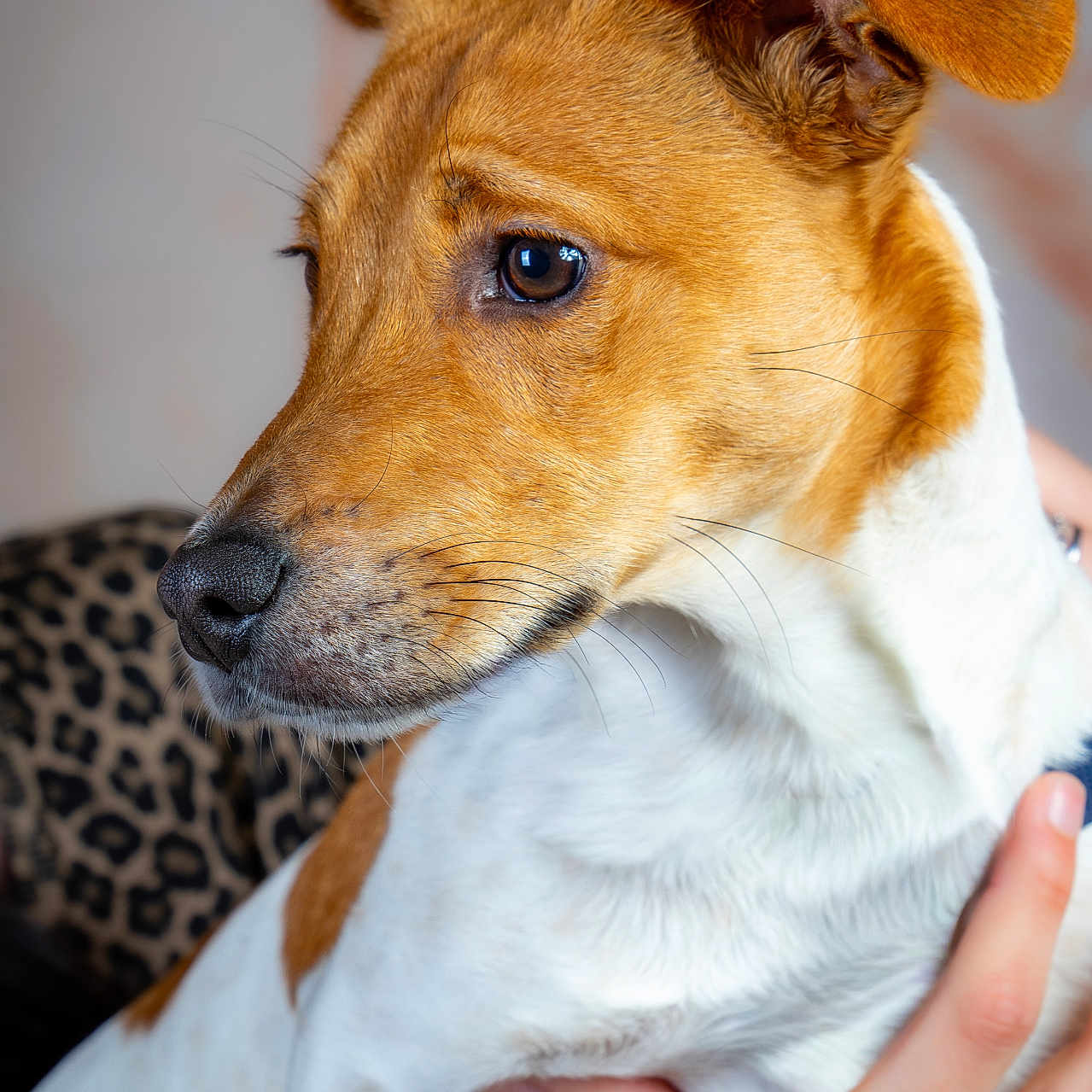Jack a rejoint le concours — aidez-le/la à gagner de superbes lots ! dog, pet, close_up, brown, white, portrait, animal, canine, fur, ears, whiskers, hand, ring, leopard_print, background, indoor, looking_away, soft_light, mammal, companionship