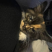 Daisy joined the competition — help win amazing prizes! kitten, cat, tortoiseshell, closeup, whiskers, fur, pet, animal, cute, snuggling, cozy, indoor, resting, sleepy, soft_light, curious, feline, young, portrait, black_fabric