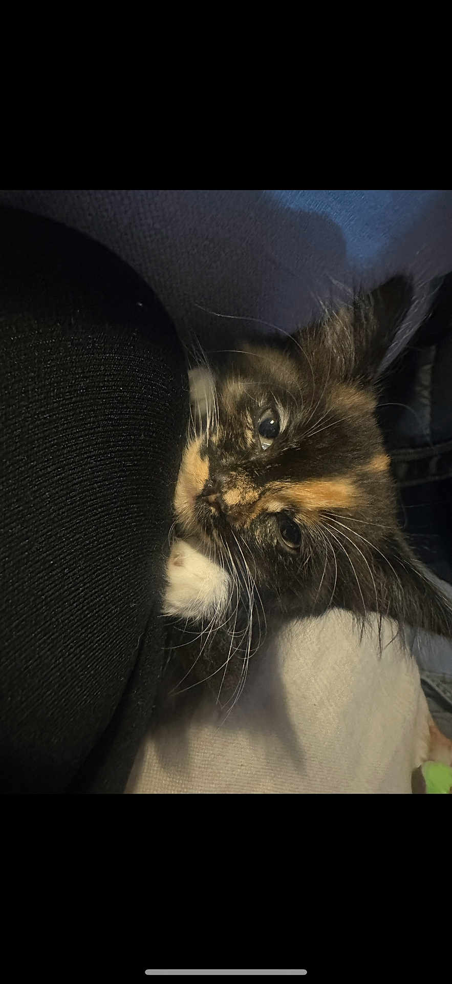 Daisy