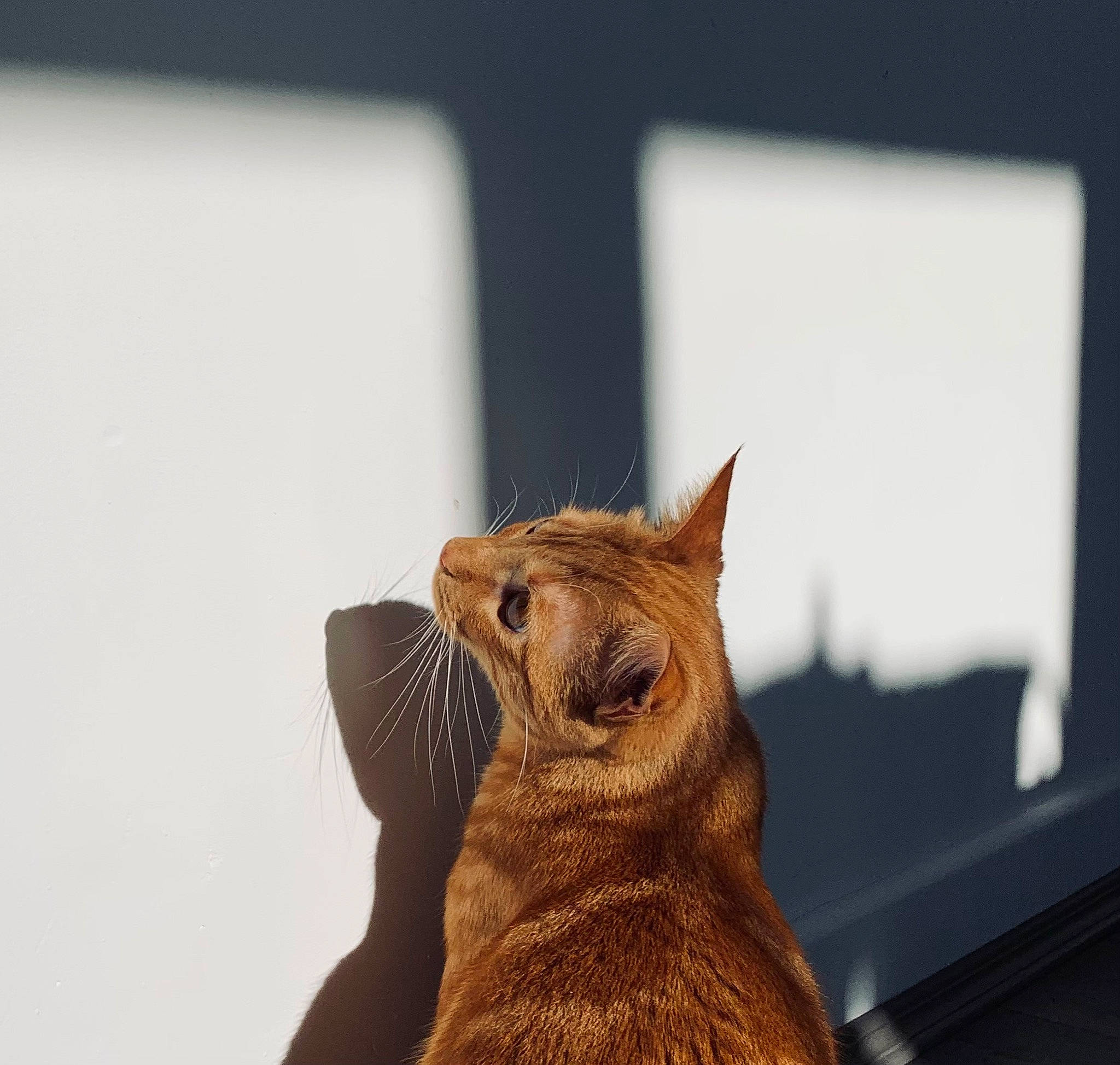 Atchoum participe au concours pour gagner de l'argent avec cette photo : carnivore, cat, claw, comfort, domestic_short_haired_cat, ear, eye, fawn, felidae, fur, liver, sky, small_to_medium_sized_cats, snout, tail, terrestrial_animal, tints_and_shades, whiskers, window, wood