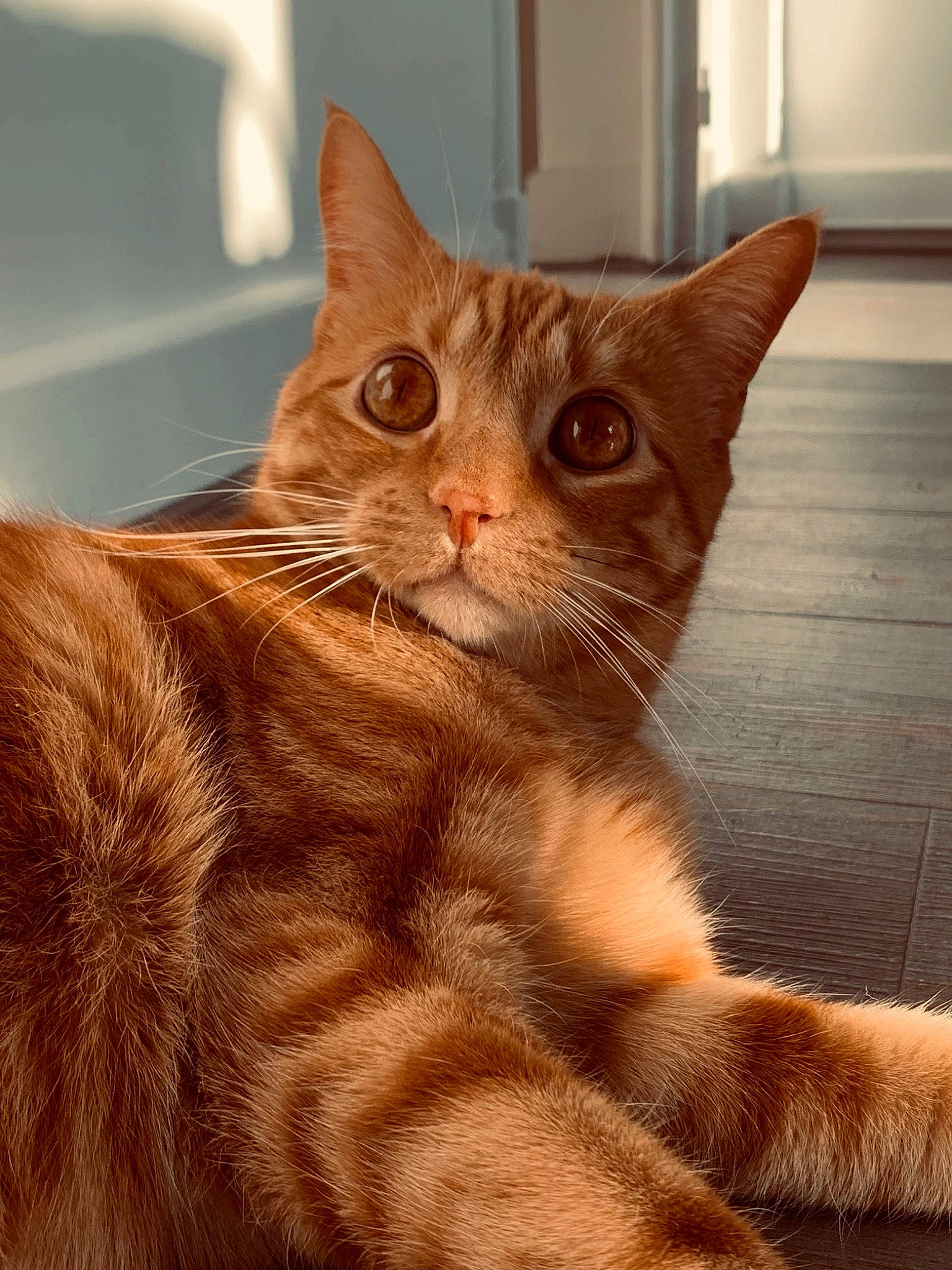 Atchoum a rejoint le concours — aidez-le/la à gagner de superbes lots ! carnivore, cat, claw, domestic_short_haired_cat, ear, fawn, felidae, fur, iris, paw, small_to_medium_sized_cats, snout, tail, terrestrial_animal, whiskers, window