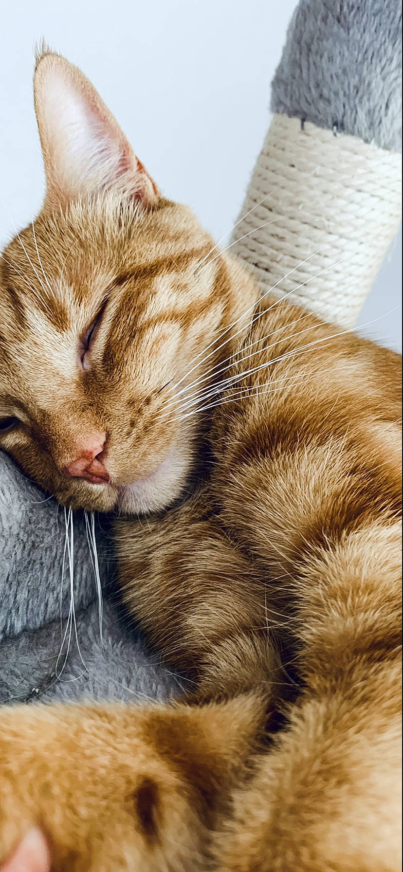 Atchoum a rejoint le concours — aidez-le/la à gagner de superbes lots ! carnivore, cat, claw, close_up, comfort, domestic_short_haired_cat, ear, eye, fawn, felidae, fur, paw, sitting, small_to_medium_sized_cats, snout, tail, terrestrial_animal, whiskers, window, wood