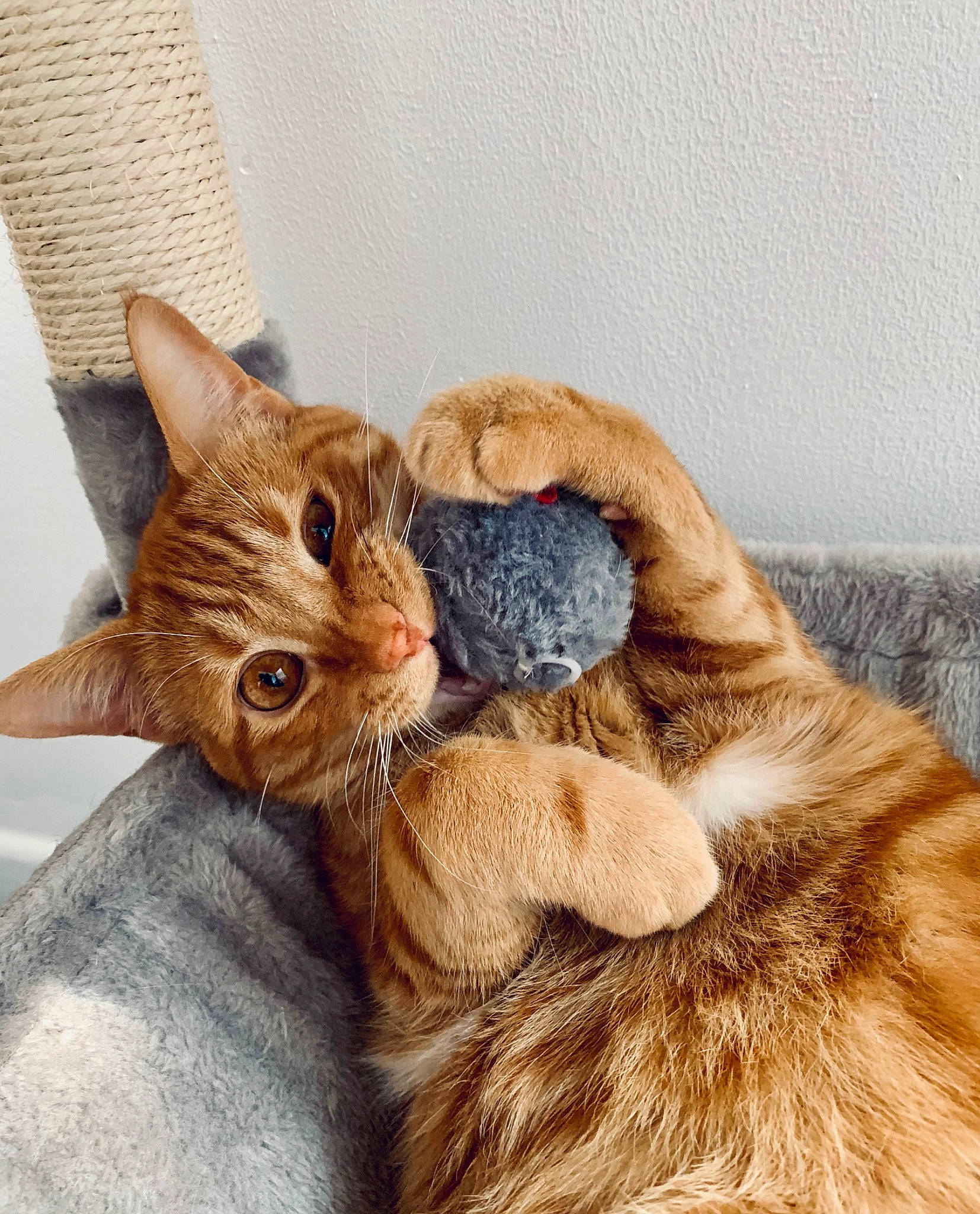 Atchoum participe au concours pour gagner de l'argent avec cette photo : bed, carnivore, cat, claw, comfort, domestic_short_haired_cat, ear, fashion_accessory, fawn, felidae, fur, gesture, paw, plant, sitting, small_to_medium_sized_cats, snout, tail, whiskers, wood