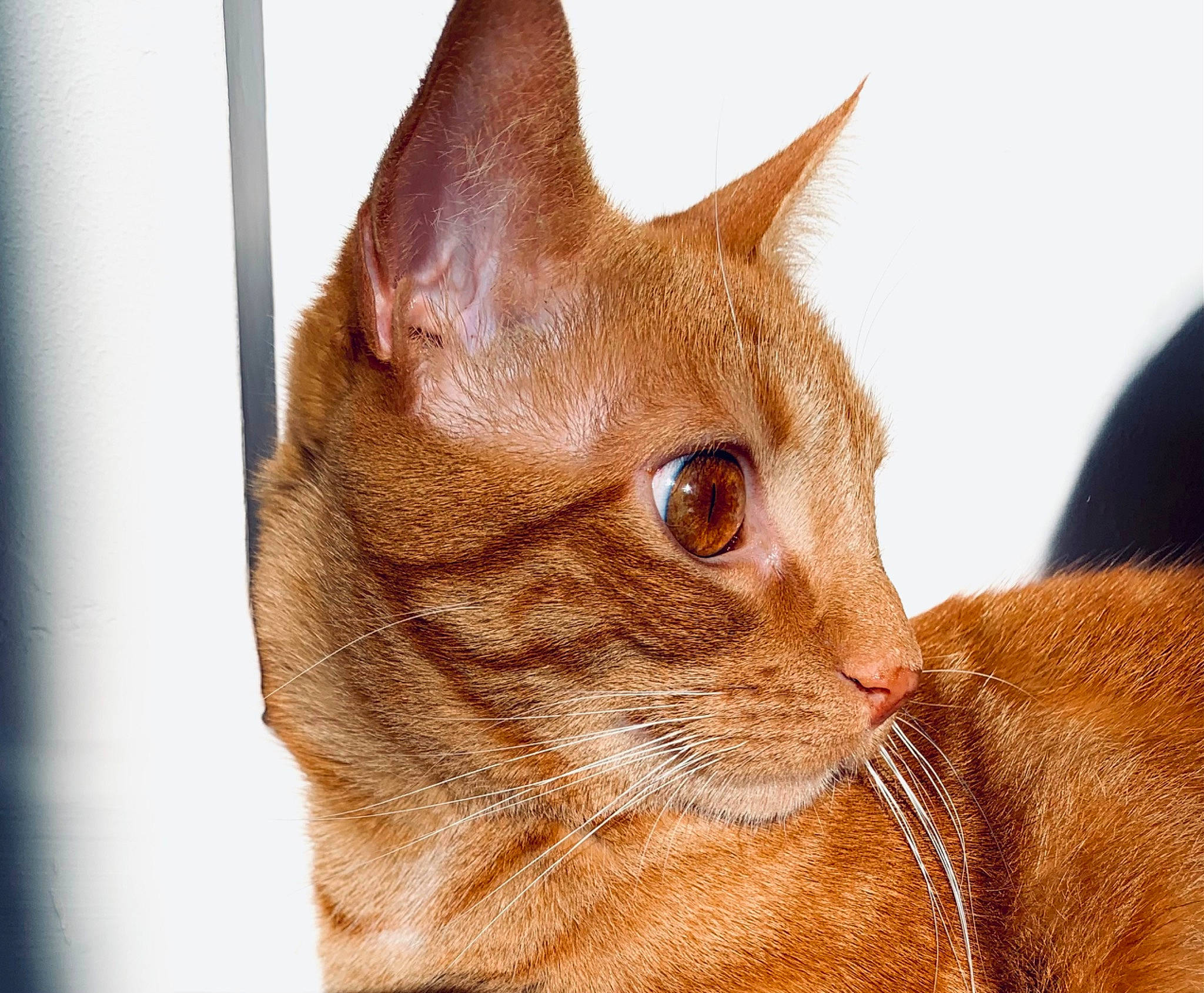 Atchoum a rejoint le concours — aidez-le/la à gagner de superbes lots ! carnivore, cat, comfort, domestic_short_haired_cat, ear, eye, fawn, felidae, fur, head, iris, peach, small_to_medium_sized_cats, snout, tail, terrestrial_animal, whiskers, wildlife, window, wood