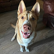 Waffles is registered to the contest to win money with this photo: animal, canine, cute, dog, domestic_animal, ears, floor, four_legs, friendly, furniture, happy, indoor, leather_sofa, living_room, looking_up, mammal, pet, smiling, tongue, wooden_floor