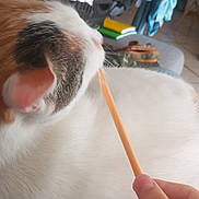 Naboo a rejoint le concours — aidez-le/la à gagner de superbes lots ! animal, background, brown_fur, casual, cat, closeup, clothes, cozy, domestic_animal, furniture, furry, hand, indoor, orange_stick, person, pet, playing, relaxing, soft, white_fur