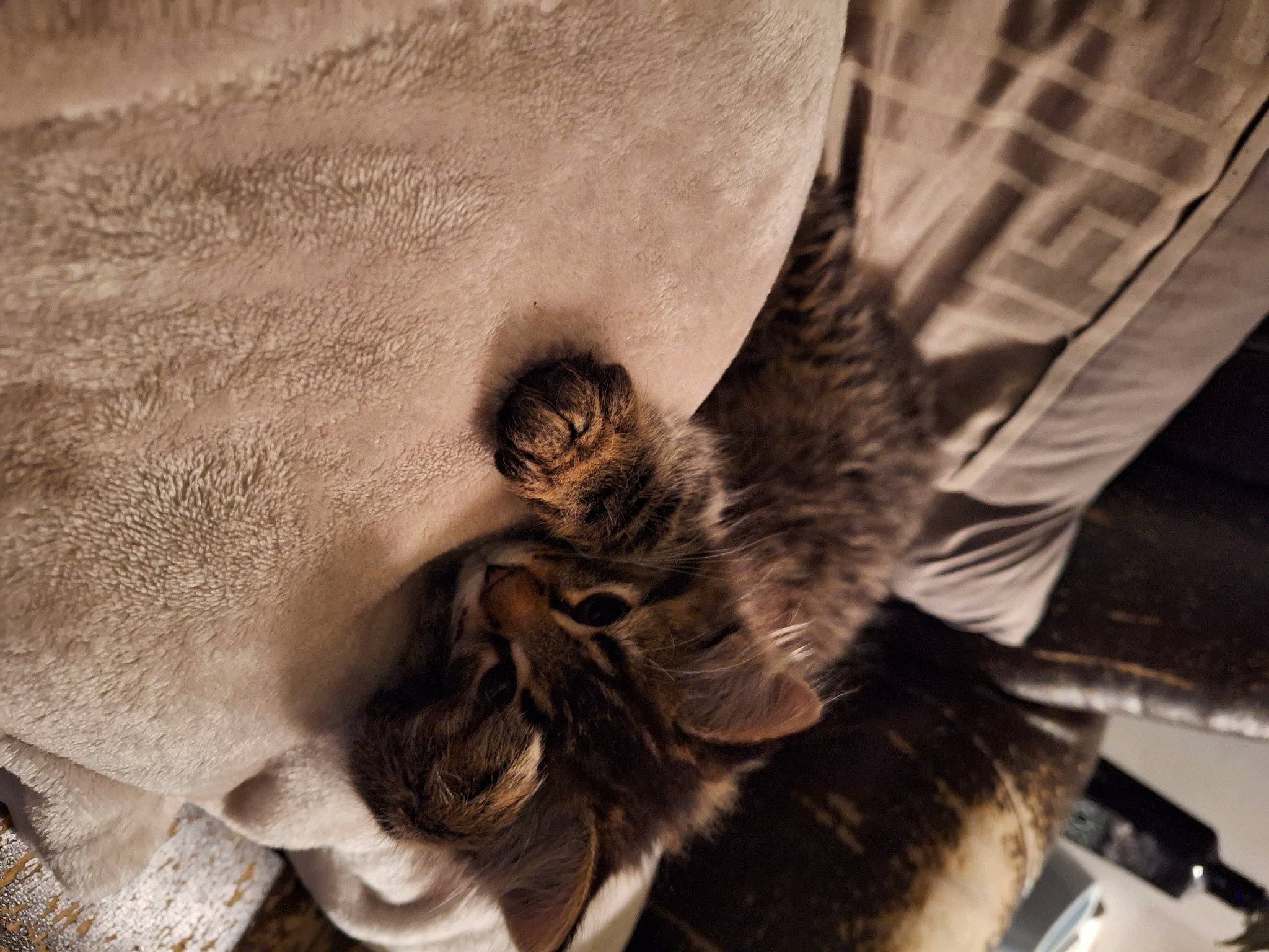 Penelope is registered to the contest to win money with this photo: bat, claw, eyelash, fashion_accessory, feather, felidae, fur, natural_material, paw, small_to_medium_sized_cats, snout, tail, terrestrial_animal, whiskers, wildlife, wing, wood