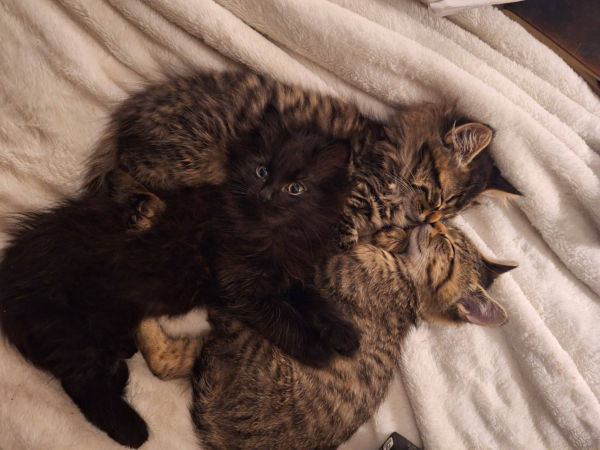 Penelope is registered to the contest to win money with this photo: black_cat, carnivore, cat, cat_bed, cat_supply, claw, comfort, dog_breed, domestic_short_haired_cat, felidae, fur, liver, nap, paw, sleep, small_to_medium_sized_cats, tail, terrestrial_animal, vertebrate, whiskers