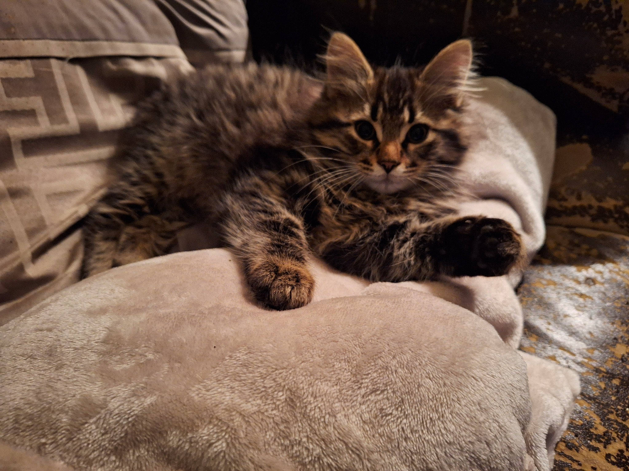 Penelope is registered to the contest to win money with this photo: carnivore, cat, claw, close_up, cloud, comfort, domestic_short_haired_cat, felidae, fur, grey, monochrome, monochrome_photography, paw, small_to_medium_sized_cats, snout, tail, terrestrial_animal, textile, tree, whiskers