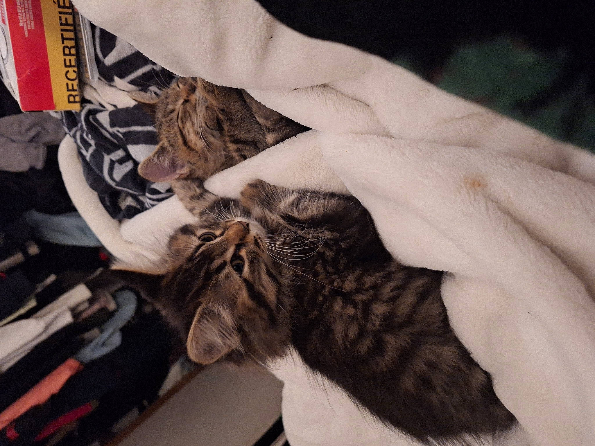 Penelope is registered to the contest to win money with this photo: carnivore, cat, claw, domestic_short_haired_cat, fashion_accessory, fashion_design, feather, felidae, finger, flesh, fur, gesture, hair_coloring, hand, nail, pattern, room, small_to_medium_sized_cats, whiskers, wrist