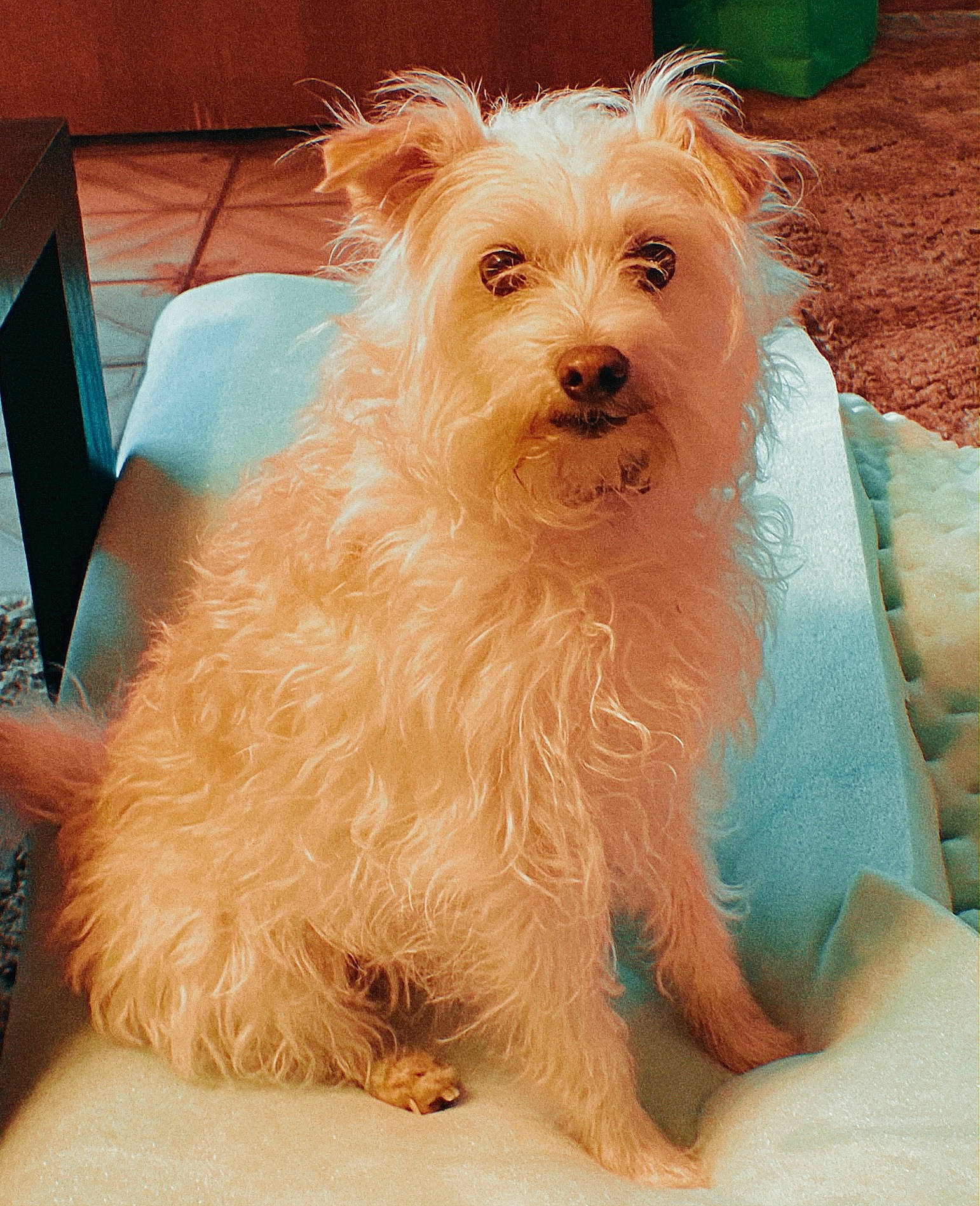 Boo is registered to the contest to win money with this photo: cairn_terrier, canidae, carnivore, companion_dog, dog, dog_breed, glen_of_imaal_terrier, maltepoo, maltese, mammal, morkie, norfolk_terrier, puppy, rare_breed_dog, schnoodle, small_terrier, sporting_lucas_terrier, terrier, vertebrate, west_highland_white_terrier