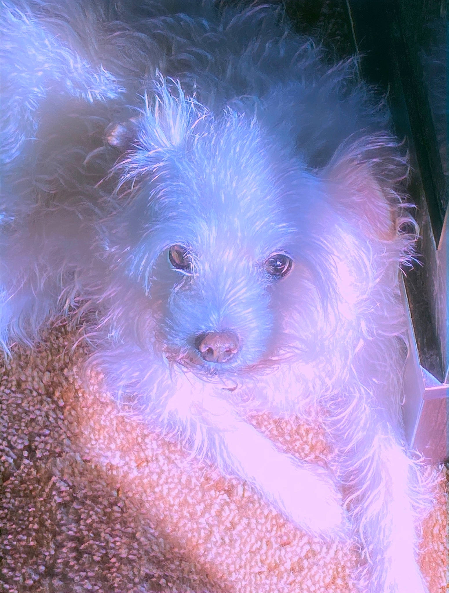 Boo joined the competition — help win amazing prizes! bolognese, bolonka, canidae, carnivore, companion_dog, dog, dog_breed, maltese, mammal, non_sporting_group, poodle_crossbreed, puppy, schnoodle, sporting_group, toy_dog