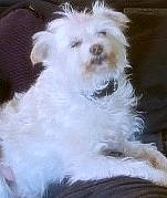 Boo joined the competition — help win amazing prizes! bichon, bolognese, bolonka, canidae, carnivore, companion_dog, coton_de_tulear, dog, dog_breed, havanese, kyi_leo, lowchen, maltepoo, maltese, mammal, non_sporting_group, puppy, schnoodle, toy_dog, vertebrate