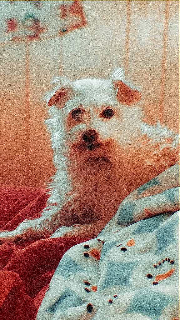 Boo joined the competition — help win amazing prizes! bichon, bolonka, canidae, carnivore, companion_dog, dog, dog_breed, havanese, maltepoo, maltese, mammal, morkie, puppy, puppy_love, rare_breed_dog, schnoodle, sporting_lucas_terrier, terrier, toy_dog, west_highland_white_terrier