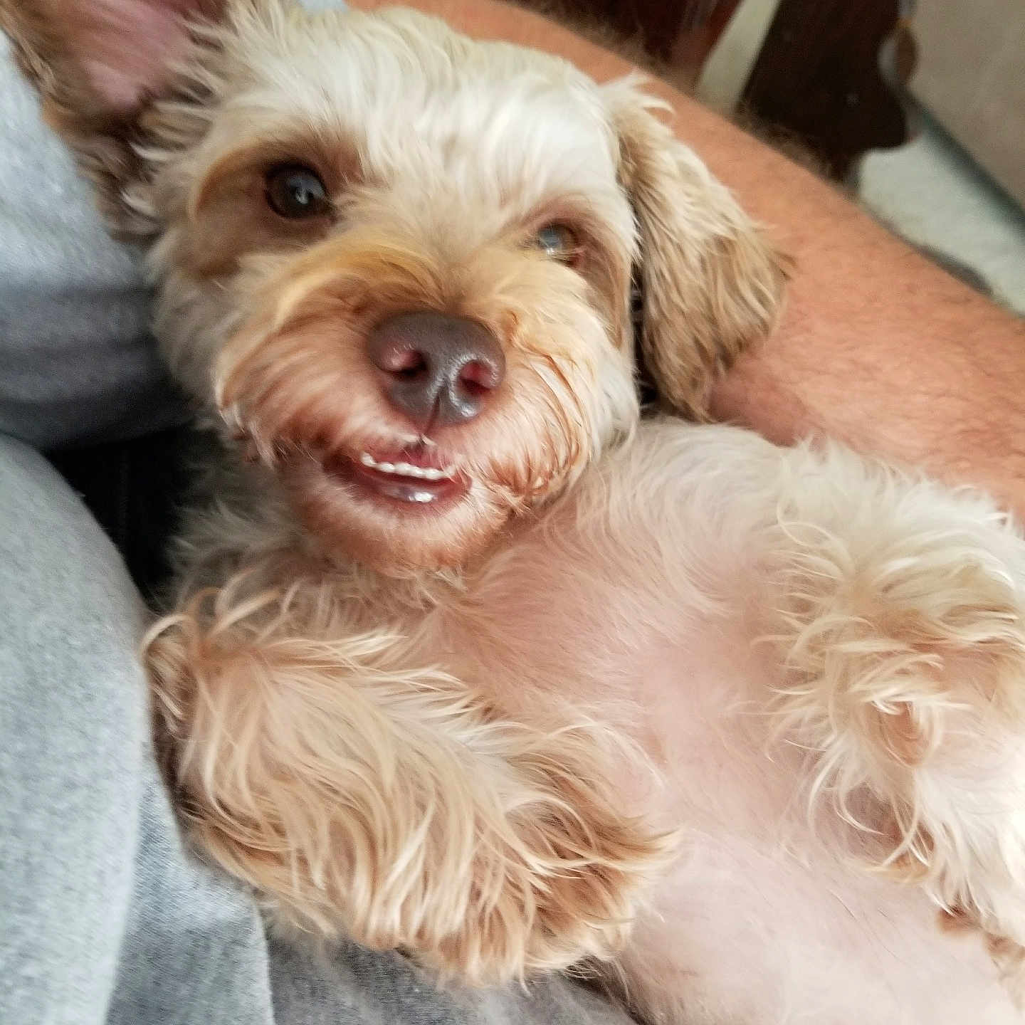 Smokey is registered to the contest to win money with this photo: animal, closeup, comfort, companion, cuddle, cute, dog, ear, fluffy, fur, happy, home, indoor, lap, nose, person, pet, relaxed, smiling, teeth