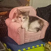 Calico is registered to the contest to win money with this photo: animal, armchair, cat, comfort, cozy, curious, cute, domestic, fluffy, furniture, household, indoor, living_room, pet, pink, relaxing, resting, seated, small_chair, soft