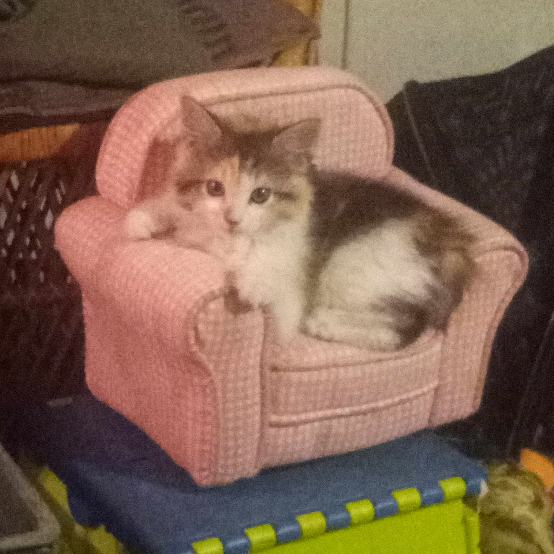 Calico
