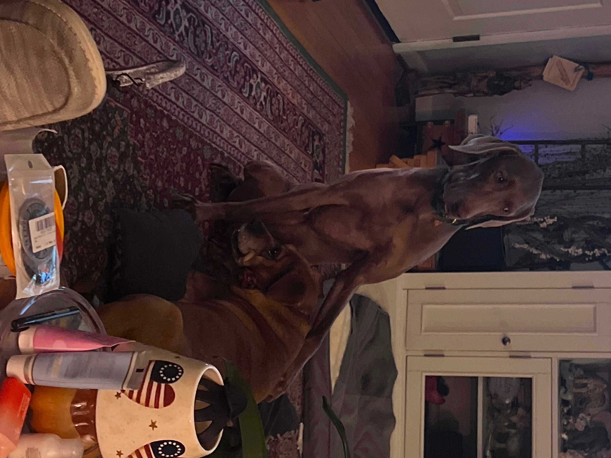 Gracie